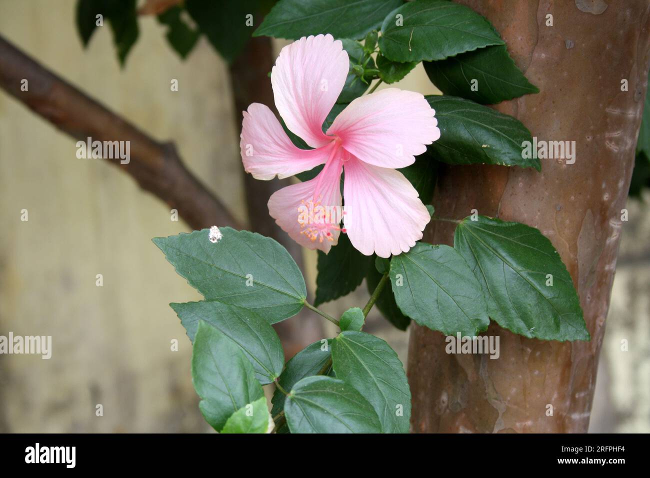 Hellrosa Chinesischer Hibiskus (Hibiscus rosa sinensis) Blüte mit grünem Laub: (Pix Sanjiv Shukla) Stockfoto