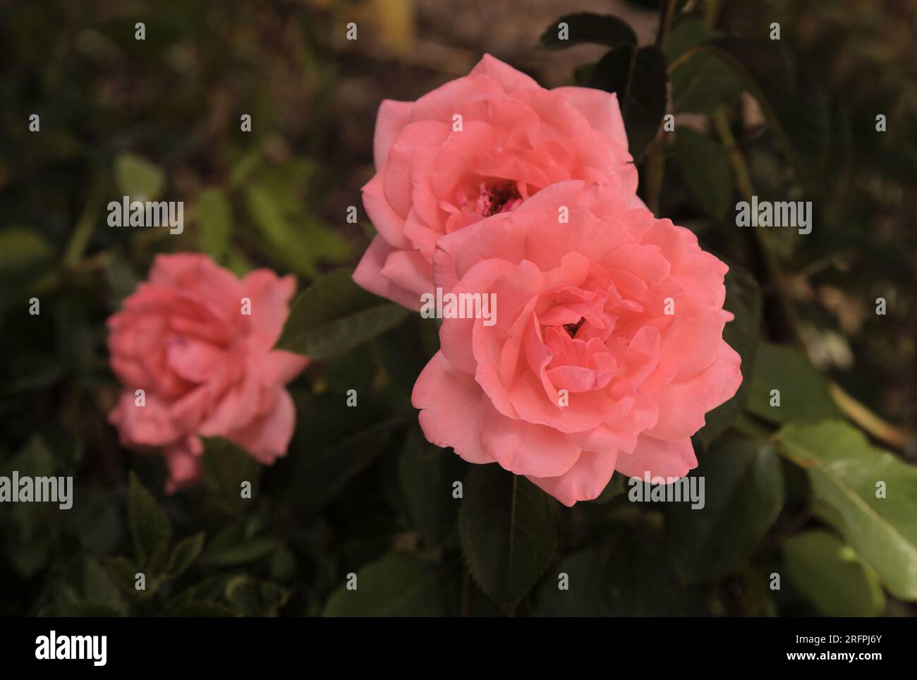 Schöner alter Stil, kleiner offener, sanfter rosafarbener Aufstieg Stockfoto