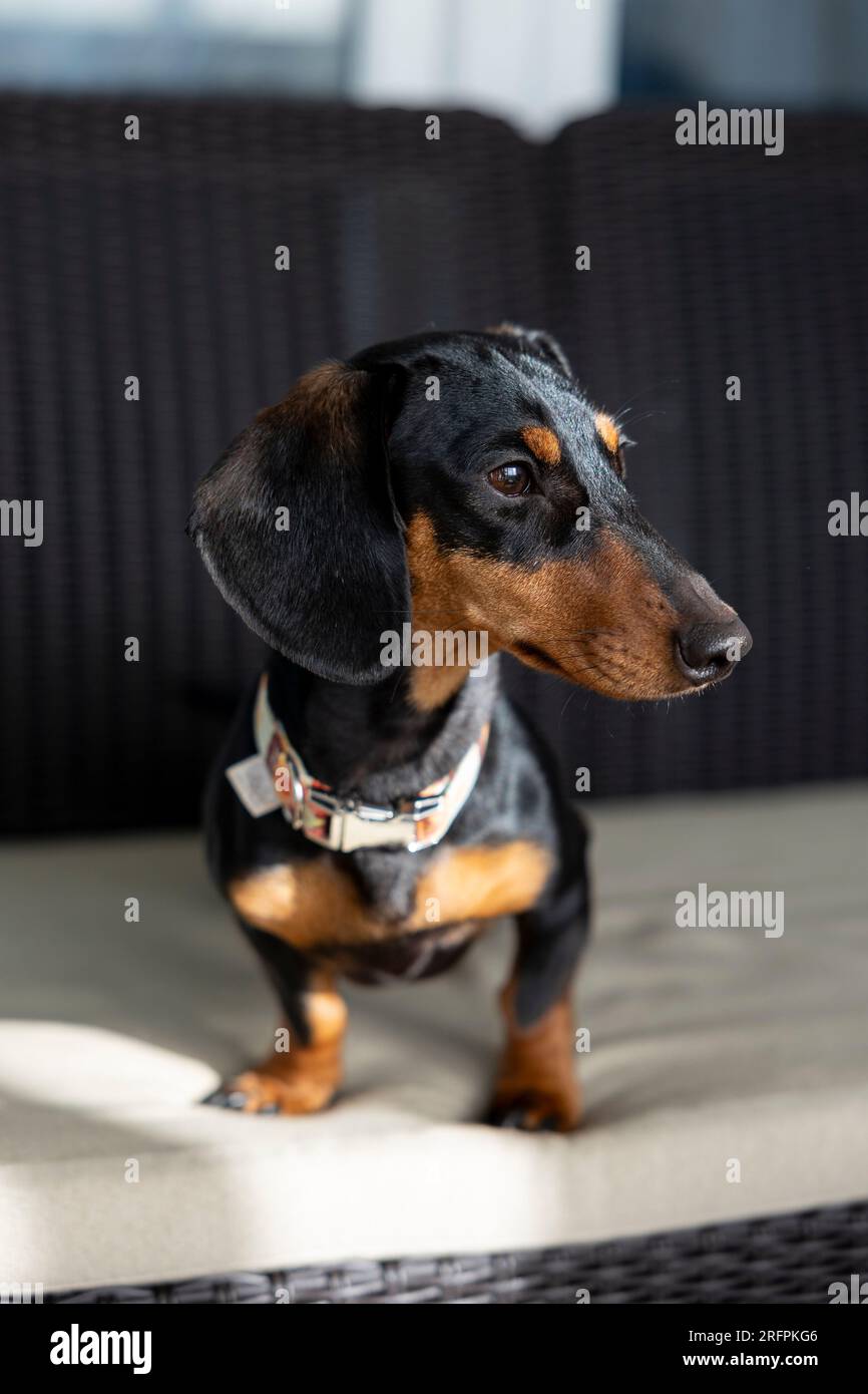 Glatte schwarze und braune Dackel-Sitzplätze. Reine Rasse mit 1 Jahren, noch ein Welpe und sehr geschnitten. Auf einer Couch sitzen. Würstchen-Welpe. Stockfoto