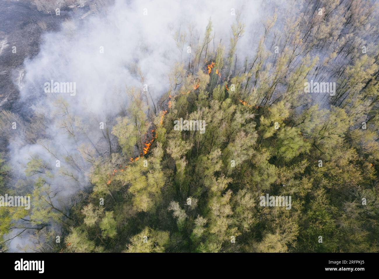 Schreckliches Wildfeuer aus der Vogelperspektive. Weißer Rauch kommt aus dem Wald. Naturkatastrophe Stockfoto