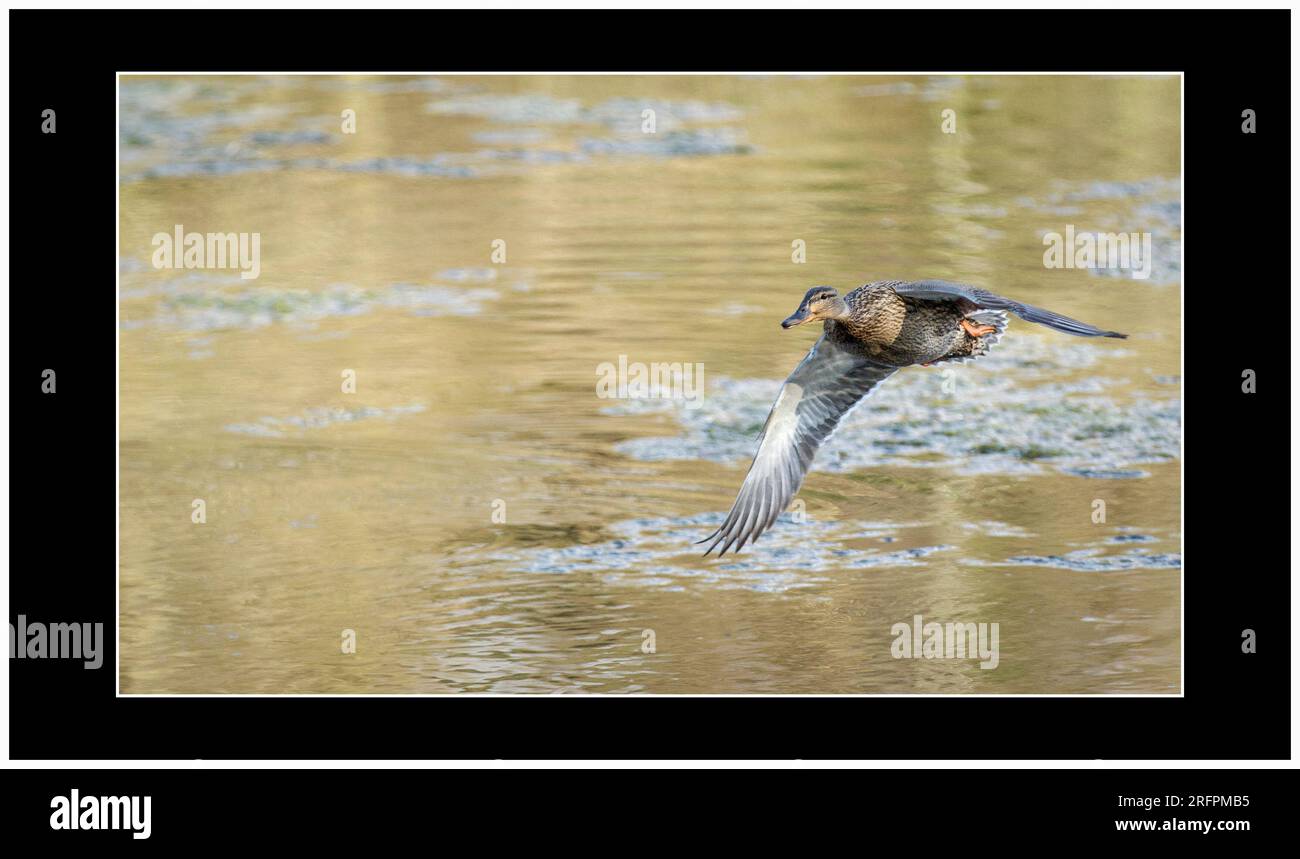 Vogel-Fotografie Stockfoto