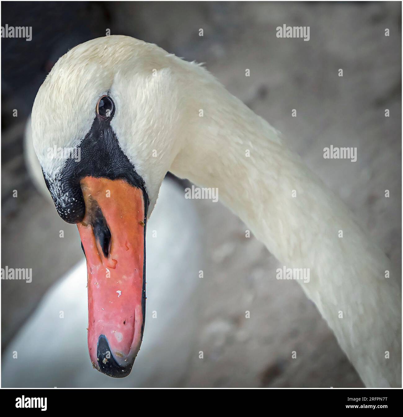 Vogel-Fotografie Stockfoto