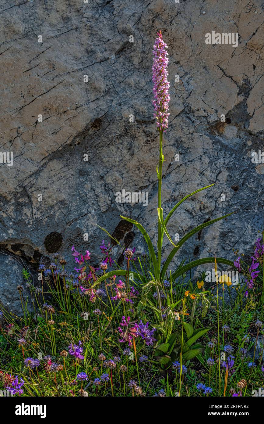 Gymnadenia odoratissima, wilde Orchidee auf einer Wiese im Gran Sasso und Monti della Laga Nationalpark, Abruzzen, Italien Stockfoto