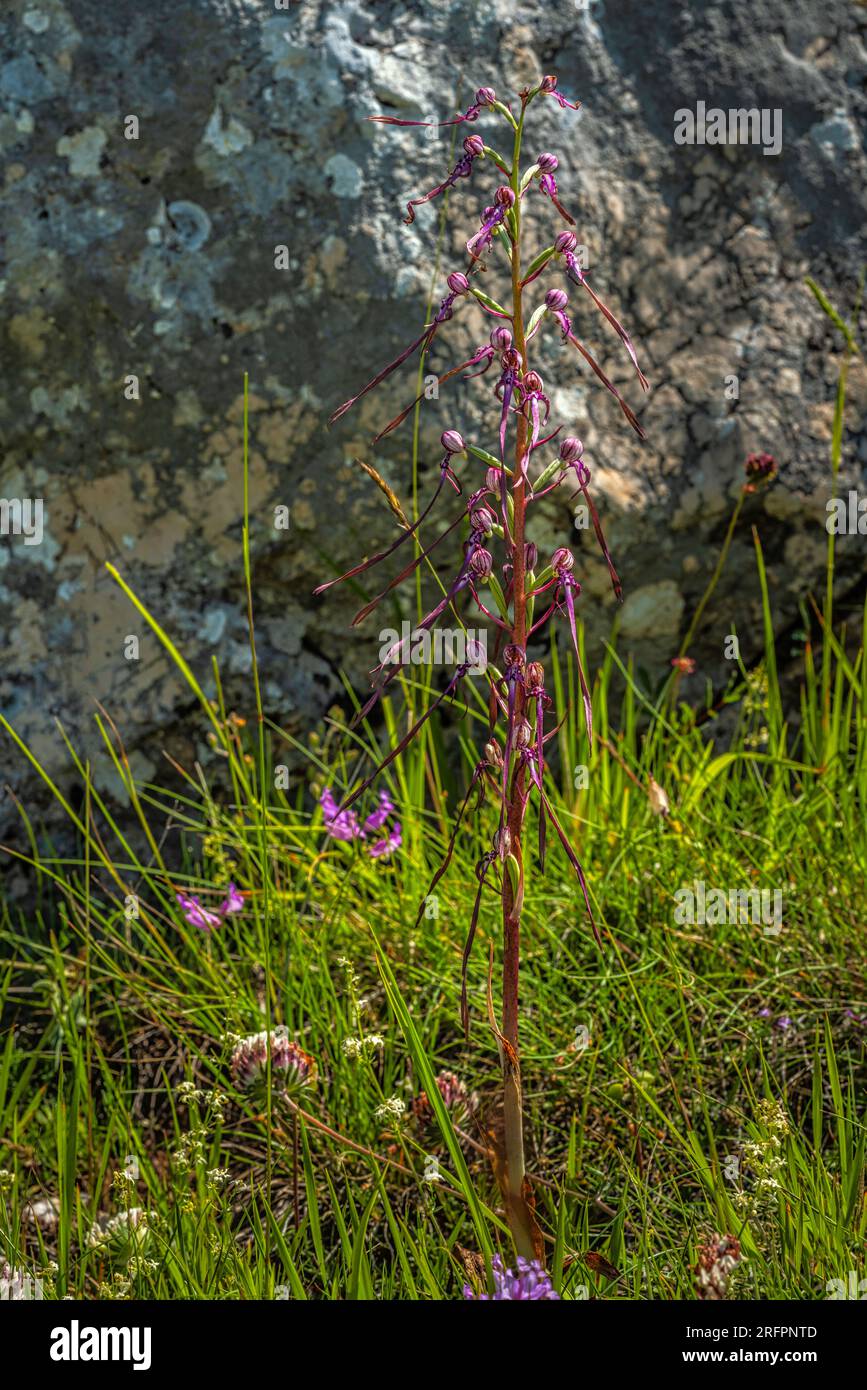 Blühende seltene Orchideenpflanze Himantoglossum adriaticum, die Adriatische Eidechsenorchidee auf einer Wiese. Gran Sasso und Monti della Laga Nationalpark. Abruzzen Stockfoto