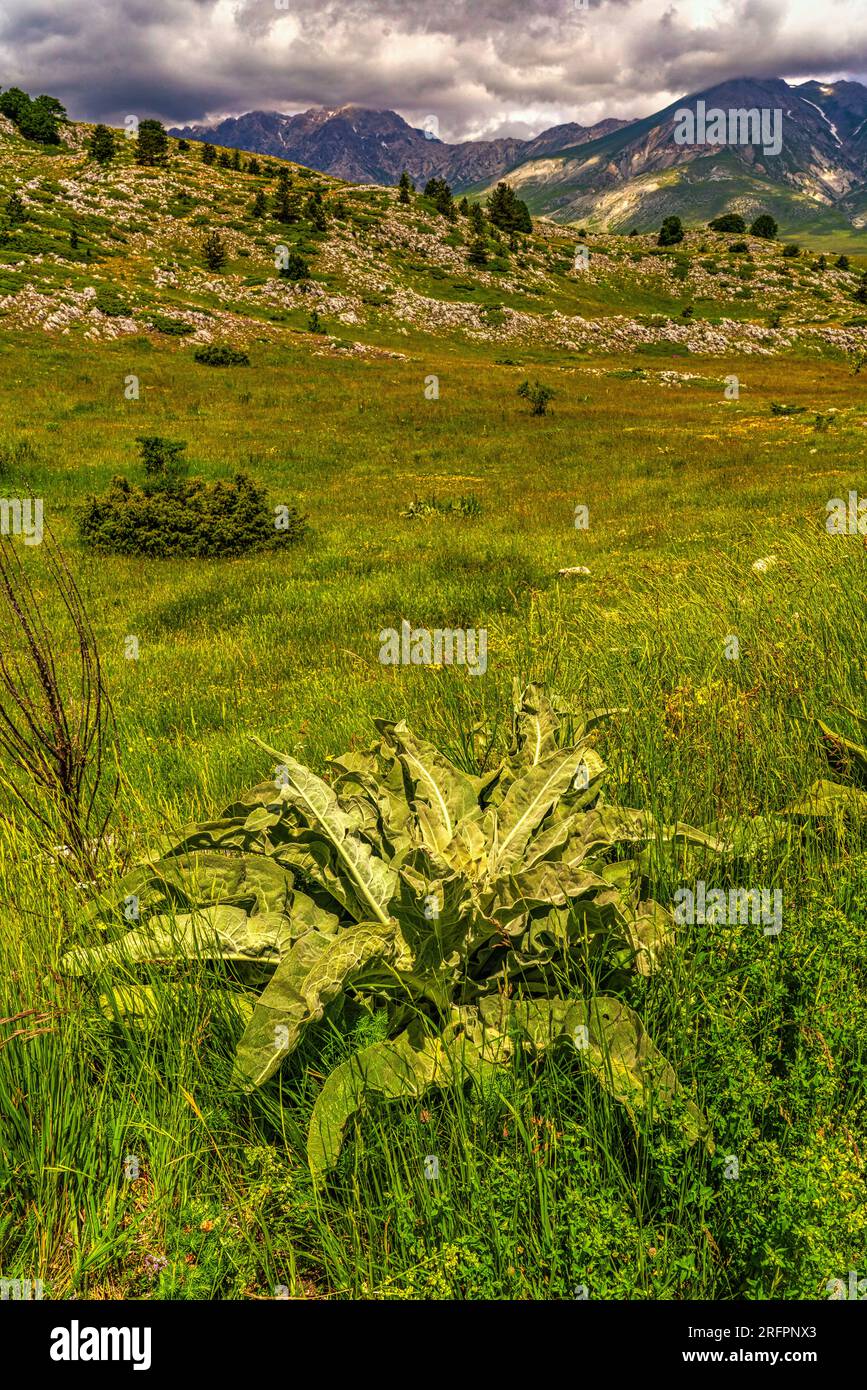 Vebaskuspflanze auf den Weiden von Campo Imperatore. Im Hintergrund die Gran Sasso Gebirgskette, Abruzzen Stockfoto