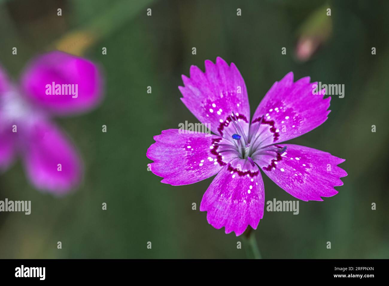 Detaillierte Nahaufnahme der leuchtend violetten Blüten einer Nelkenblume, Dianthus deltoides Stockfoto