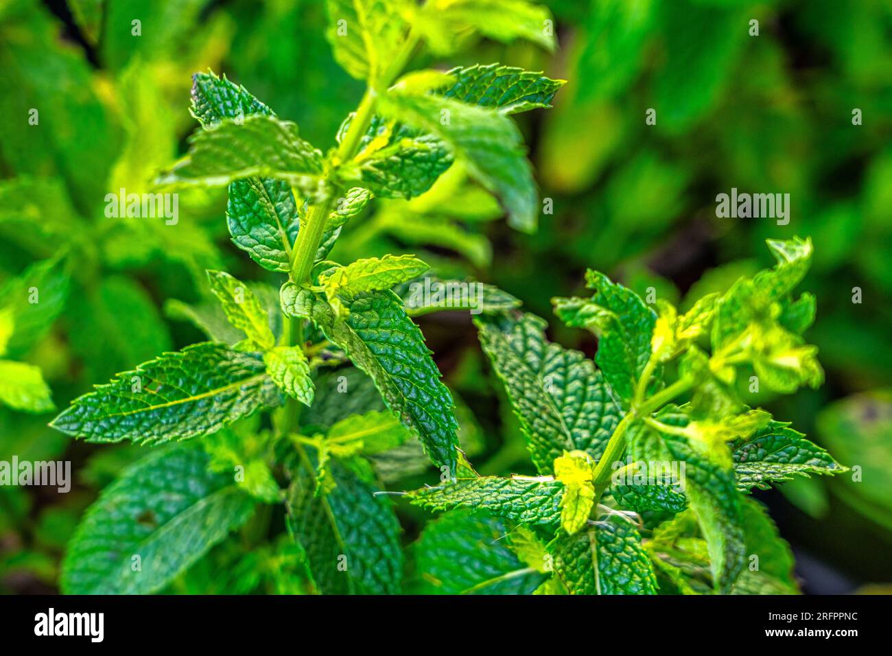 Frisches Minzblatt auf grünem Hintergrund. Mentha spicata ist ein aromatisches Kraut aus der Familie der Lamiaceae auf dem Bauernmarkt Stockfoto