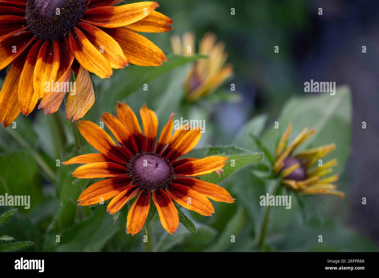 Nahaufnahme des Blumenkopfes Gloriosa Daisy mit leuchtend gelben, orangefarbenen und rotbraunen Blütenblättern, grünem Laubwerk im Naturgarten, selektiver Fokus Stockfoto