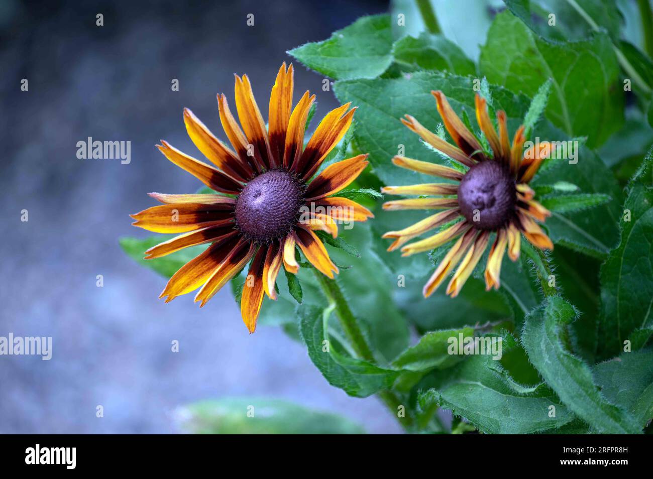 Nahaufnahme des Blumenkopfes Gloriosa Daisy mit leuchtend gelben, orangefarbenen und rotbraunen Blütenblättern, grünem Laubwerk im Naturgarten, selektiver Fokus Stockfoto