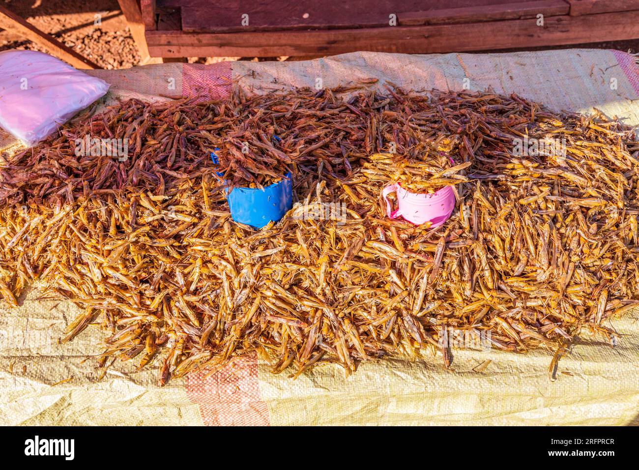 Auf dem Jinja-Markt: Tote Heuschrecken zum Verkauf, für den menschlichen Verzehr bestimmt. Stockfoto