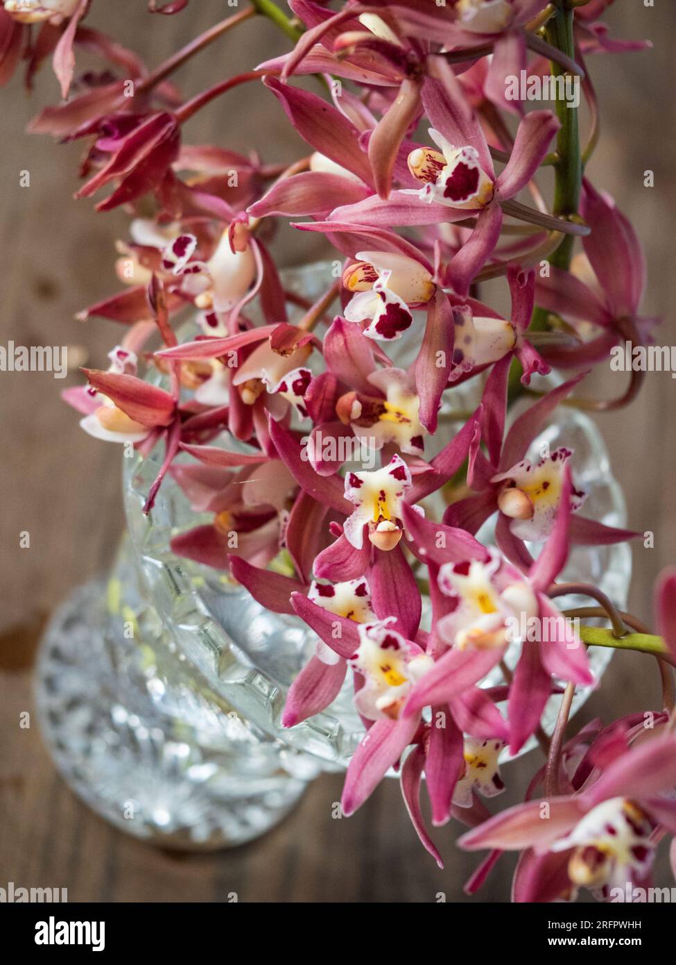 Glorreiche rosafarbene Blumen, Cymbidium oder Bootsorchideen in einer Kristallvase Stockfoto