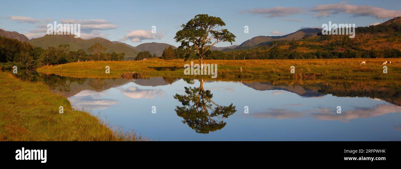 Panoramablick auf einen einsamen Baum an einem ruhigen Morgen am Loch Eil in der Nähe von Fort William, Schottland, Großbritannien. Stockfoto