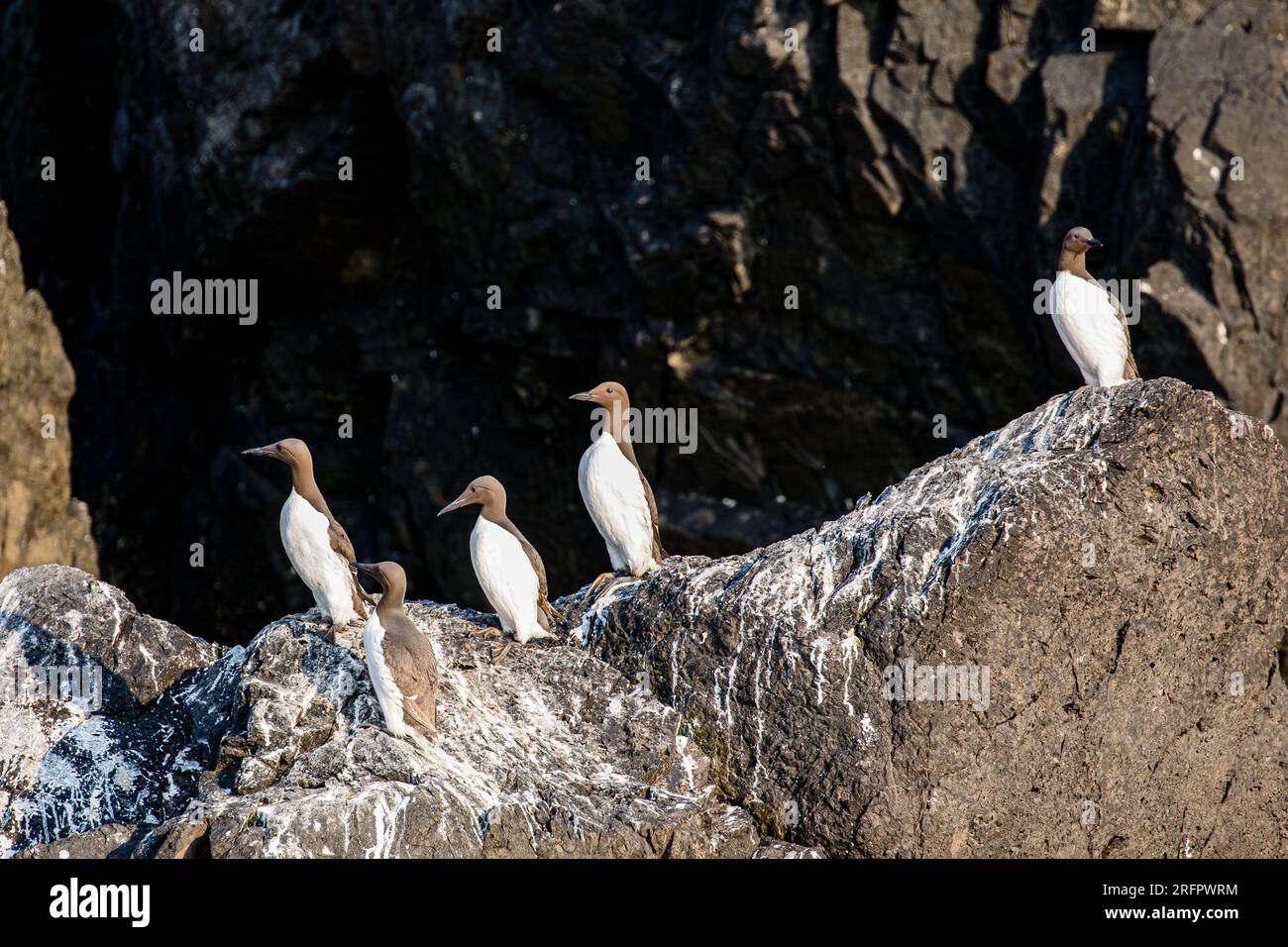 Guillemot-Kolonien auf den Klippen von Skomer Island, Pembrokeshire, Wales Stockfoto