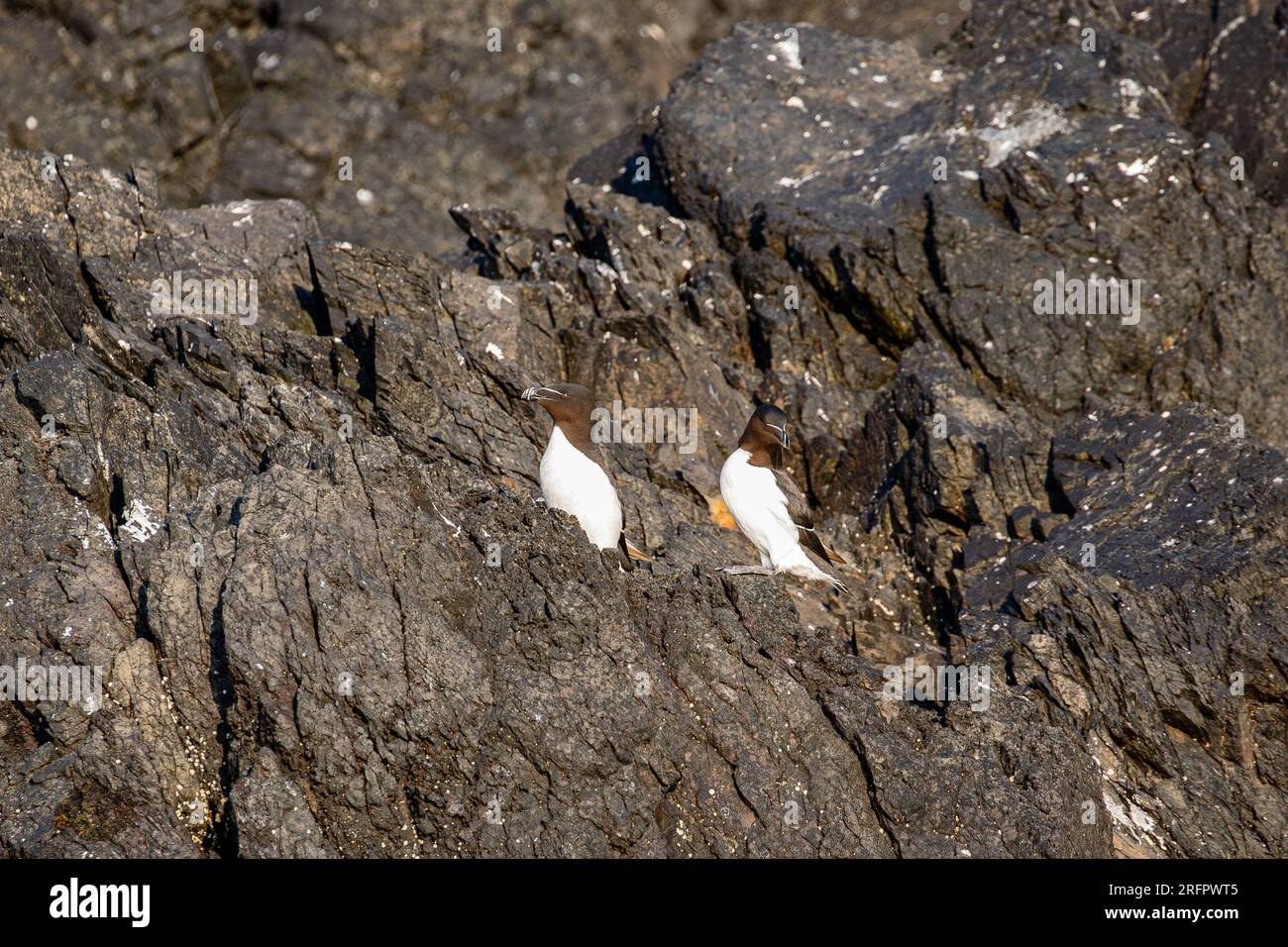 Rasierfilme auf den Klippen von Skomer Island, Pembrokeshire, Wales Stockfoto