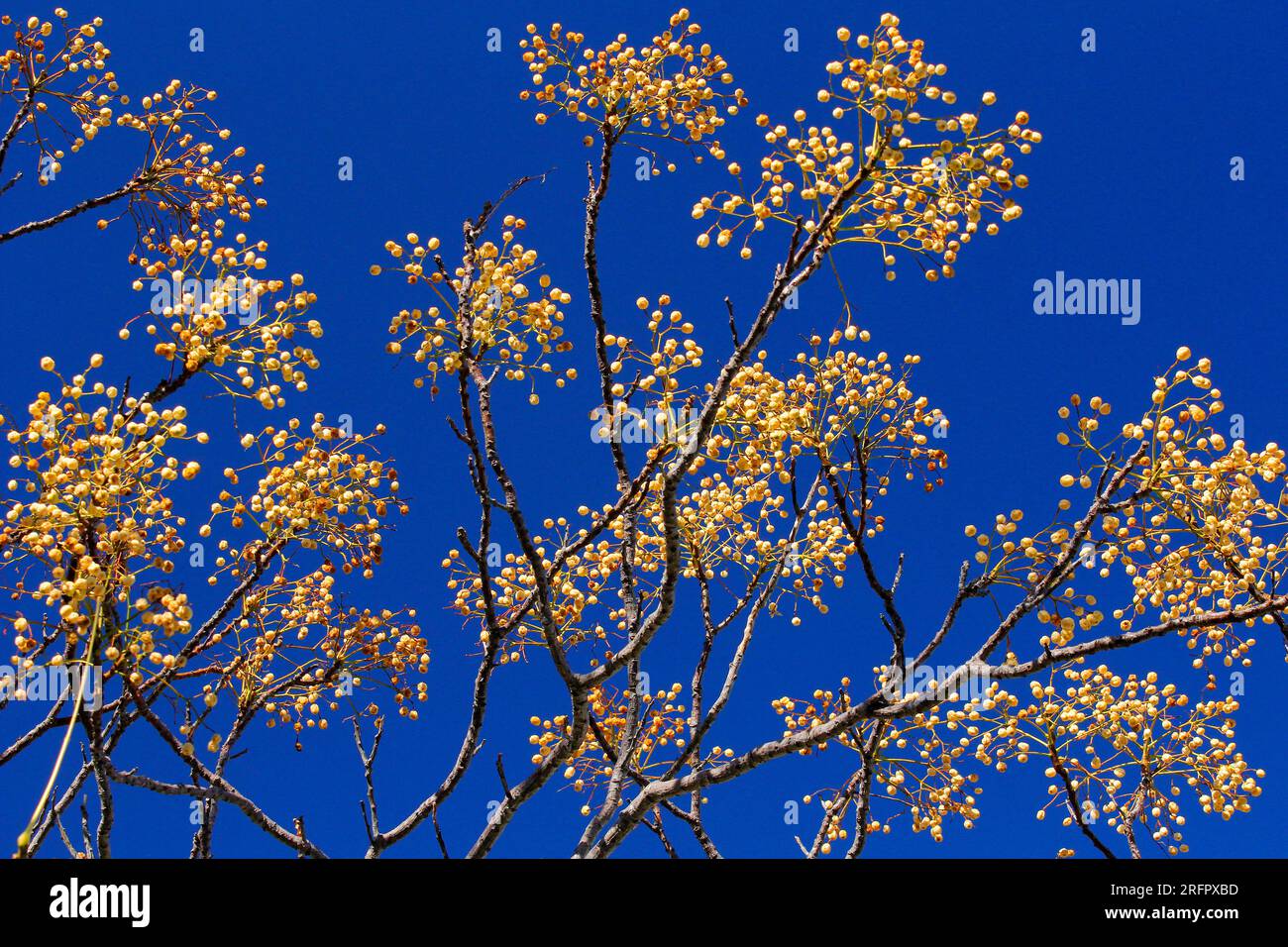 Gelbe syringa-Frucht mit blauem Himmel Hintergrund. Stockfoto