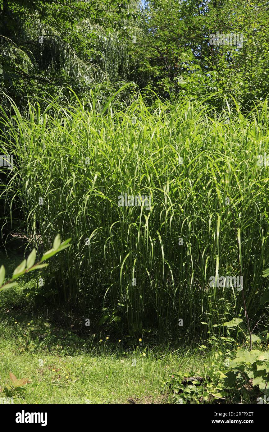 Miscanthus sinensis kleines Zebra grünes Gras Stockfoto