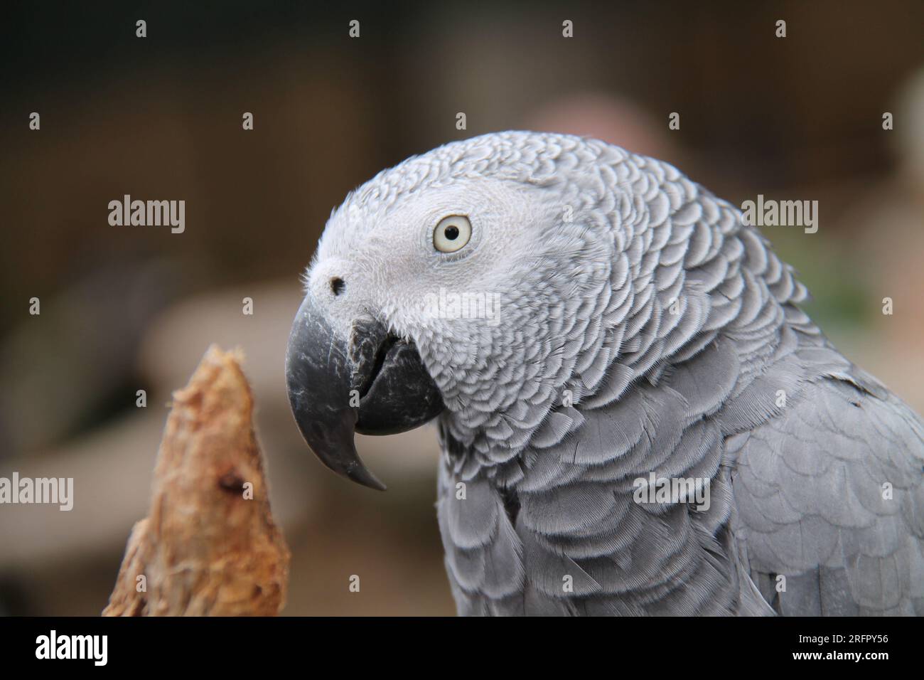 Der Kopf eines beeindruckenden afrikanischen Graupapageienvogel. Stockfoto