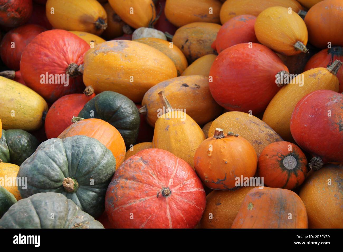 Eine Mischung aus Formen und Farben frisch gepflückte Kürbisfrüchte. Stockfoto