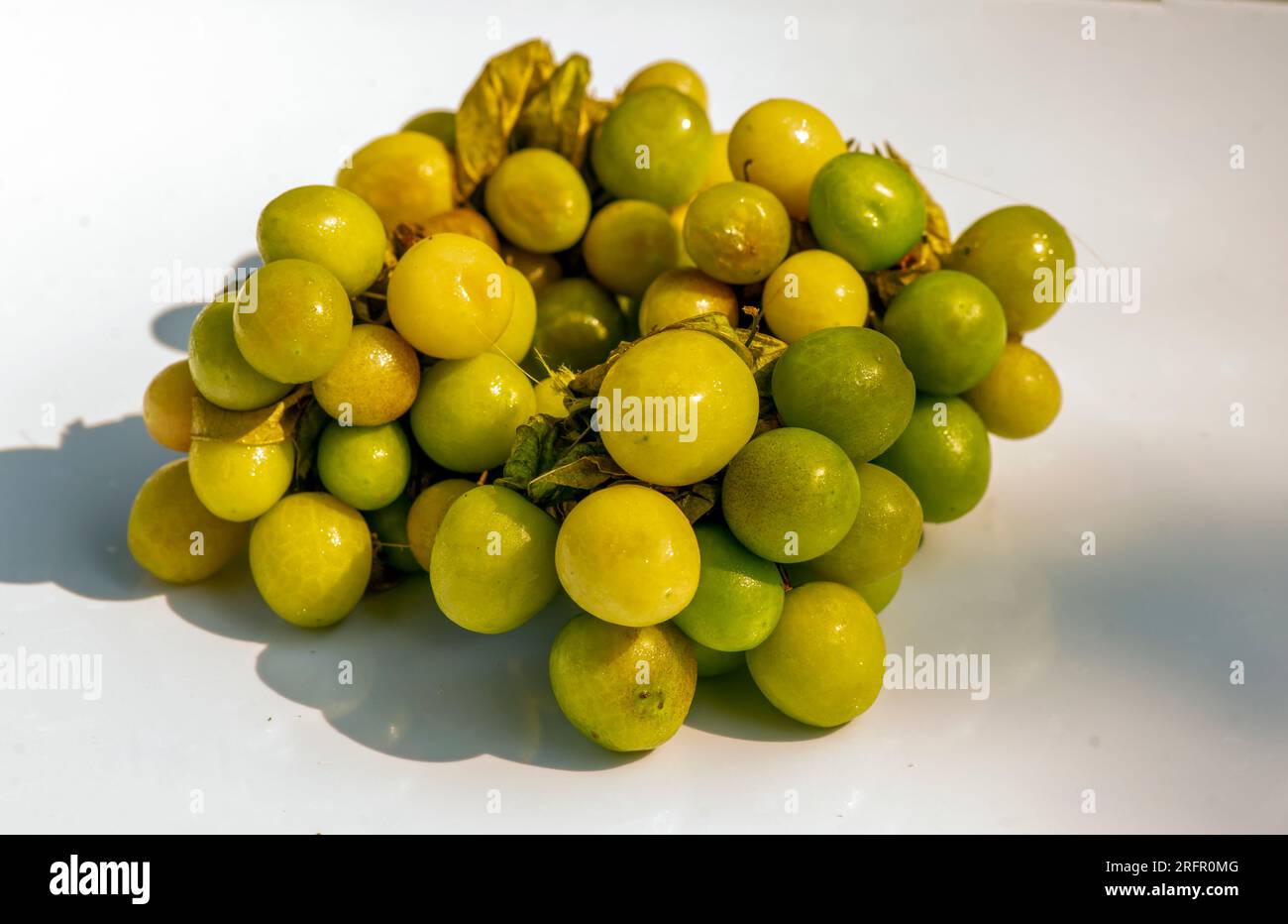 Ciplukan, Physalis angulata Frucht oder Goldbeere, GroundCherry, natürlicher Hintergrund. Stockfoto