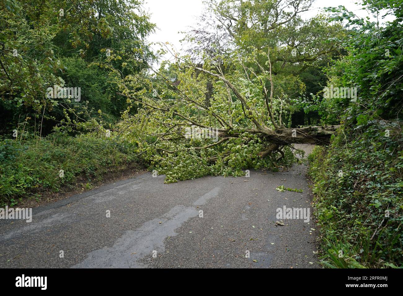 Auf der Straße nach Veryan auf der Halbinsel Roseland in Cornwall wurde als Lebensgefahr ein gefallener Baum herausgegeben, als der Sturm Antoni in Teile Großbritanniens stürzte und starken Regen und Wind verursachte. Foto: Samstag, 5. August 2023. Stockfoto