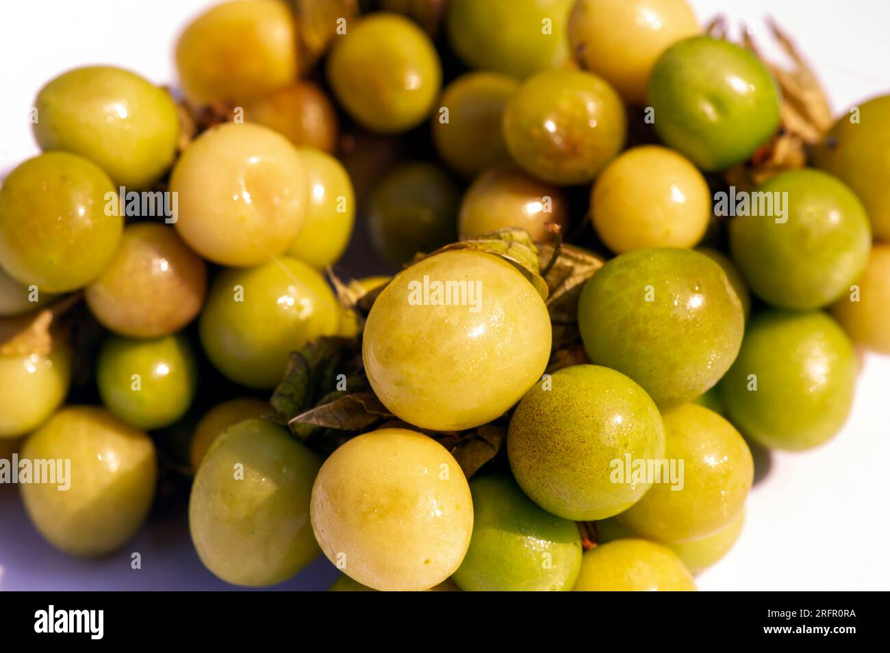 Ciplukan, Physalis angulata Frucht oder Goldbeere, GroundCherry, natürlicher Hintergrund. Stockfoto