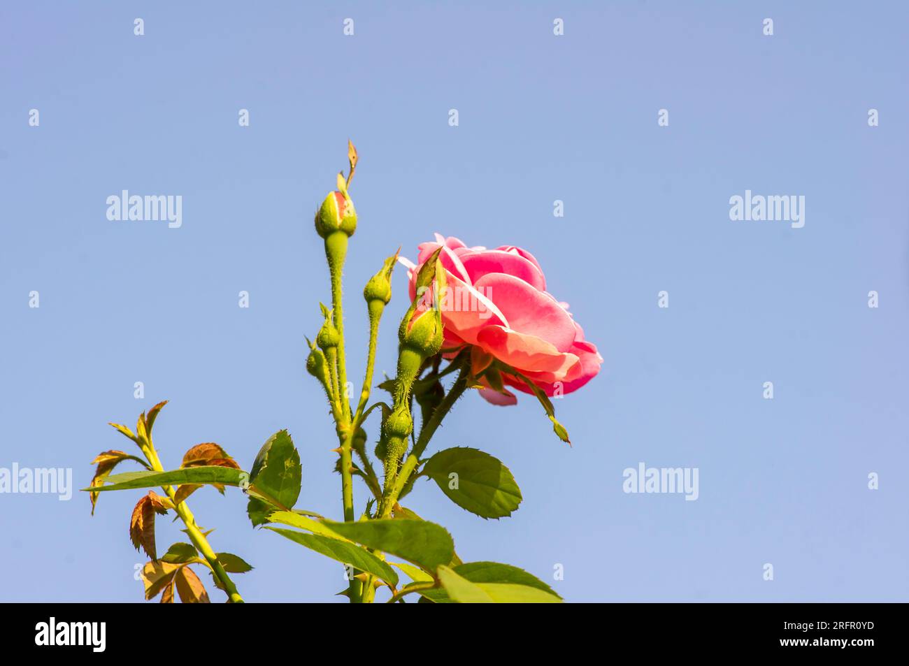 Rosenknospen, Rosa-Hybrida, blauer Himmelshintergrund, oberflächlich. Stockfoto