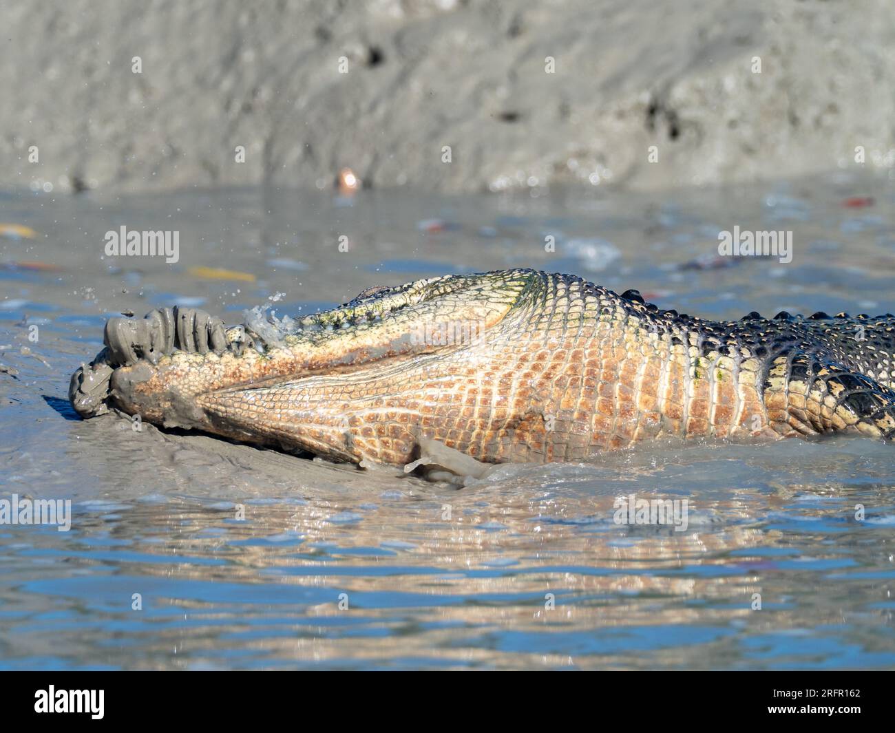 Crocodylus porosus, das Salzwasserkrokodil, das sich im Schlamm in der Kimberley-Region in Westaustralien, Australien, ernährt Stockfoto