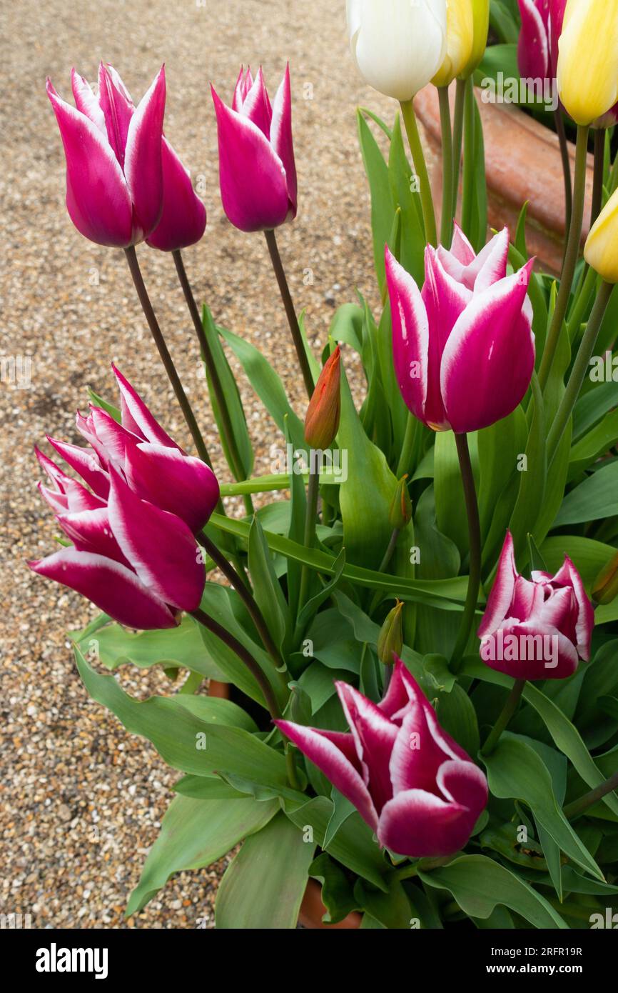 Tulpen Claudia Stockfoto