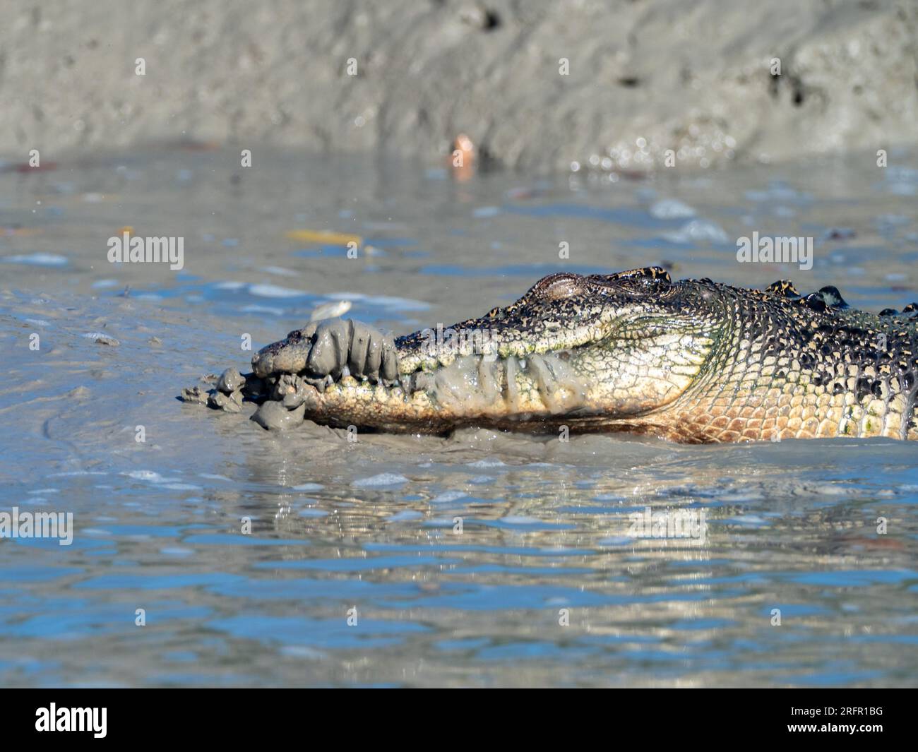 Crocodylus porosus, das Salzwasserkrokodil, das sich im Schlamm in der Kimberley-Region in Westaustralien, Australien, ernährt Stockfoto