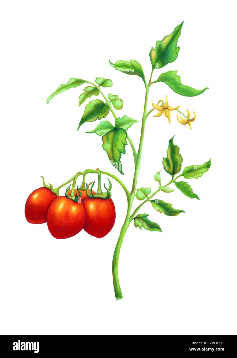 Ein paar reife Tomaten und Blumen auf der Rebe. Traditionelle Illustration auf Papier. Stockfoto