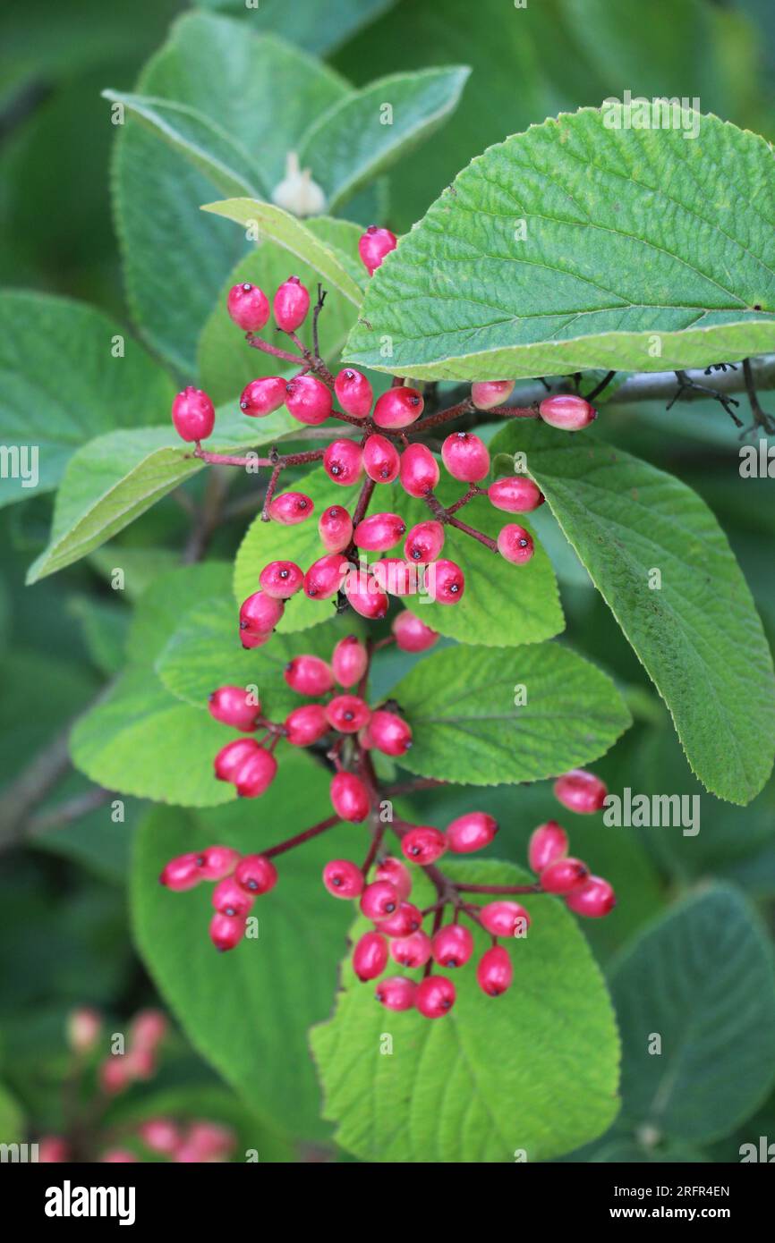 Im Sommer reift Viburnum aus ganzen Blättern (Viburnum lantana) Stockfoto