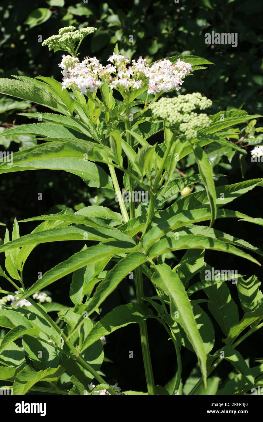 In der Wildnis blühen im Sommer Holunderbeeren (Sambucus ebulus) Stockfoto