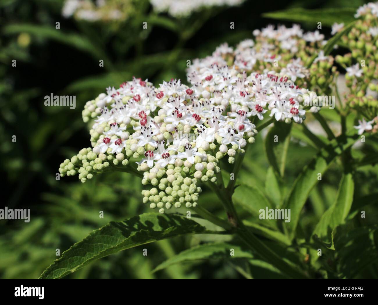 In der Wildnis blühen im Sommer Holunderbeeren (Sambucus ebulus) Stockfoto