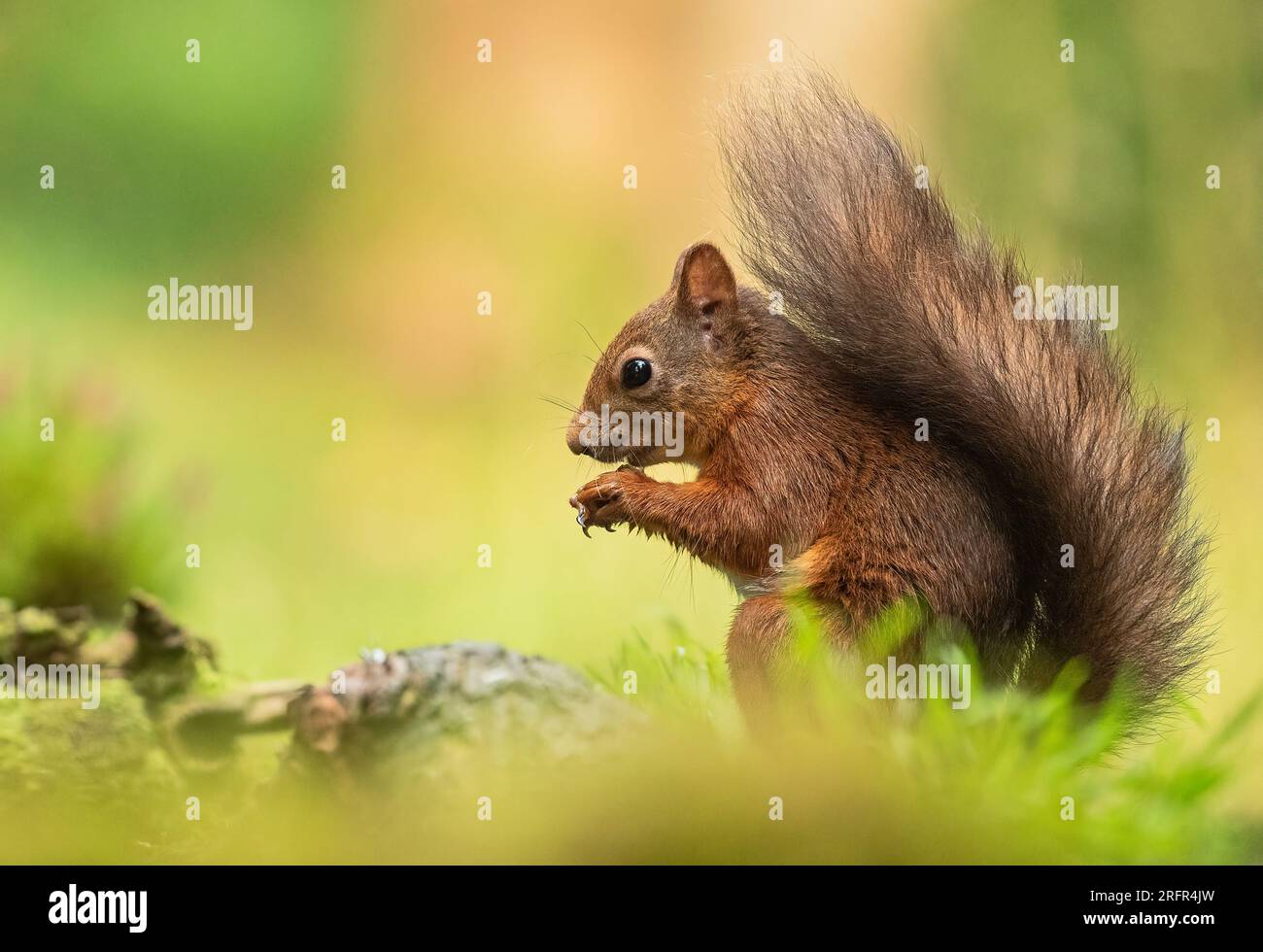 Nahaufnahme eines seltenen roten Eichhörnchens ( Sciurus vulgaris) auf klarem grünen Hintergrund. Es frisst eine Nuss auf einer mossigen Bank. Yorkshire, Großbritannien. Stockfoto