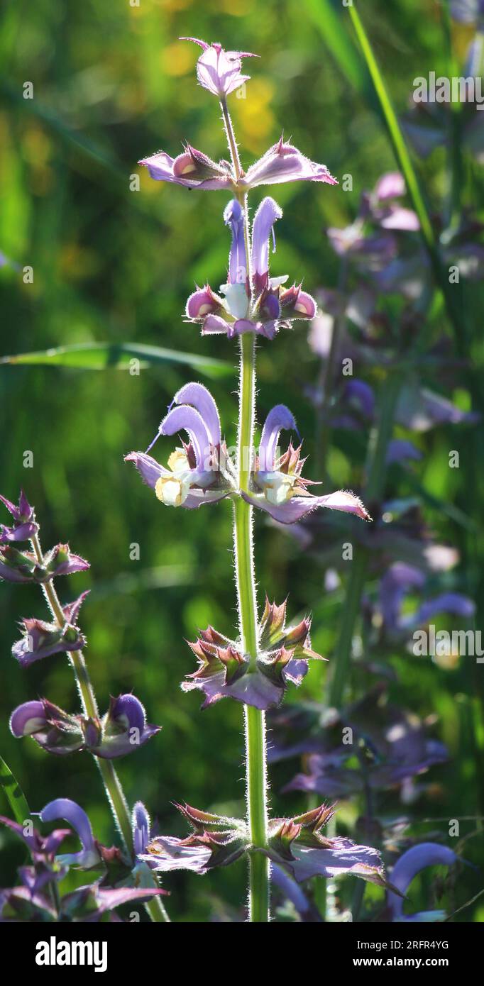 Clary Salbei (Salvia Slarea) wächst in freier Wildbahn Stockfoto