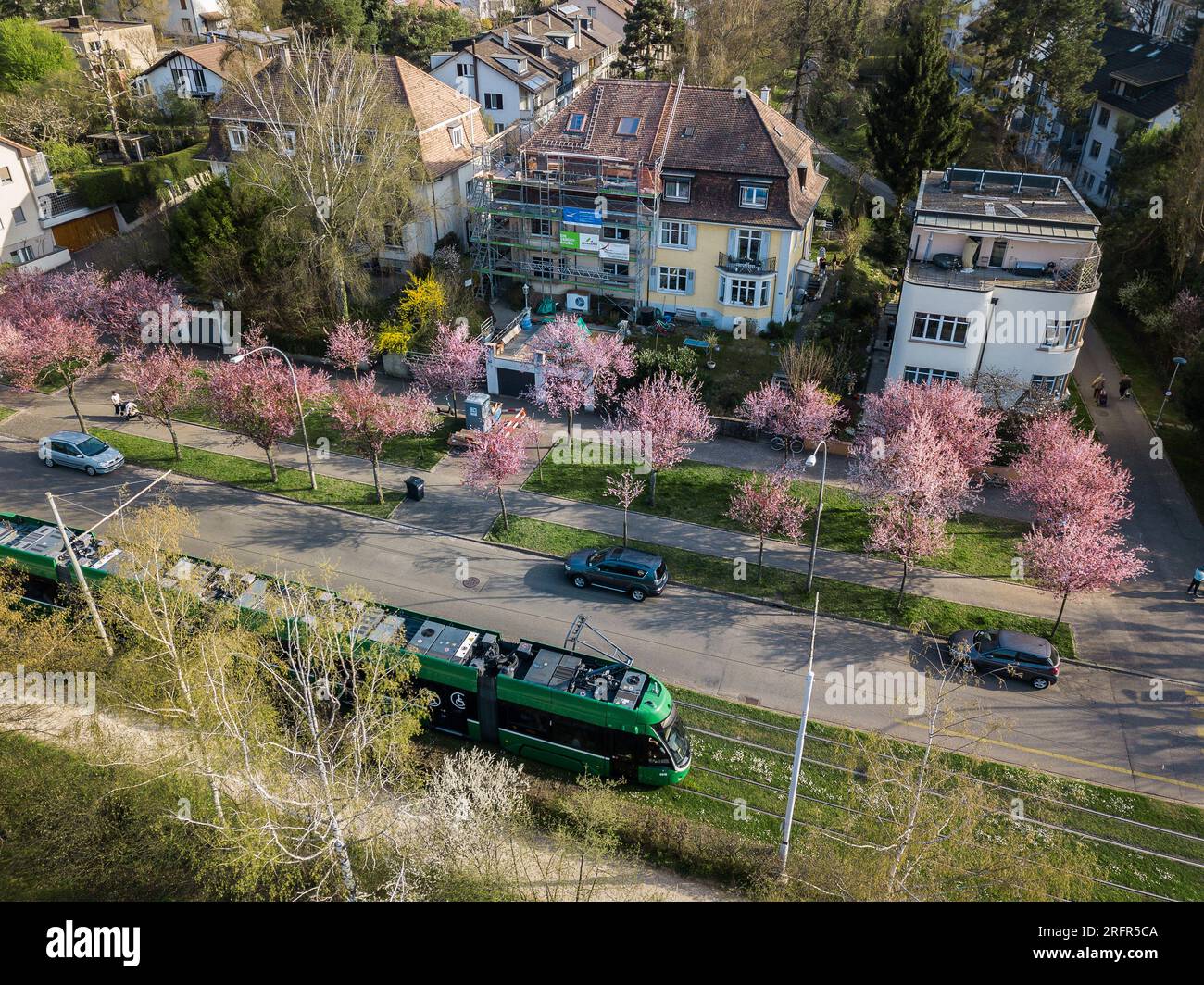 Basel, Schweiz - März 28. 2022: Einwohnerbezirk Bruderholz in Basel mit einer Reihe blühender rosa Kirschbäume entlang einer Straße im Frühjahr t Stockfoto