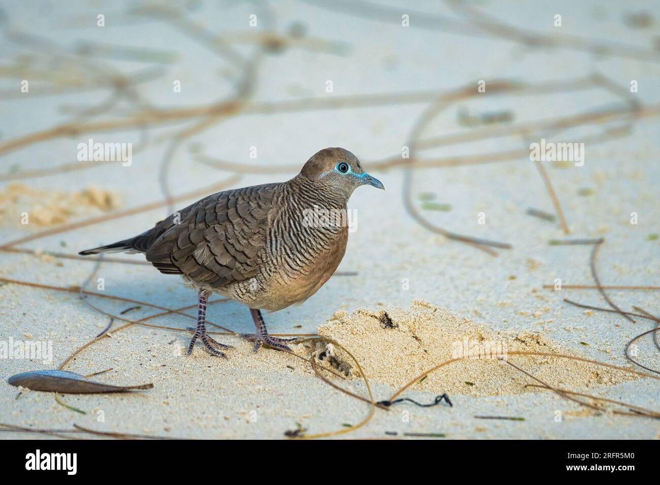 Die Barred Ground Dove oder Zebra Dove am weißen Sandstrand auf der Suche nach Essen, Mahe Seychellen Stockfoto