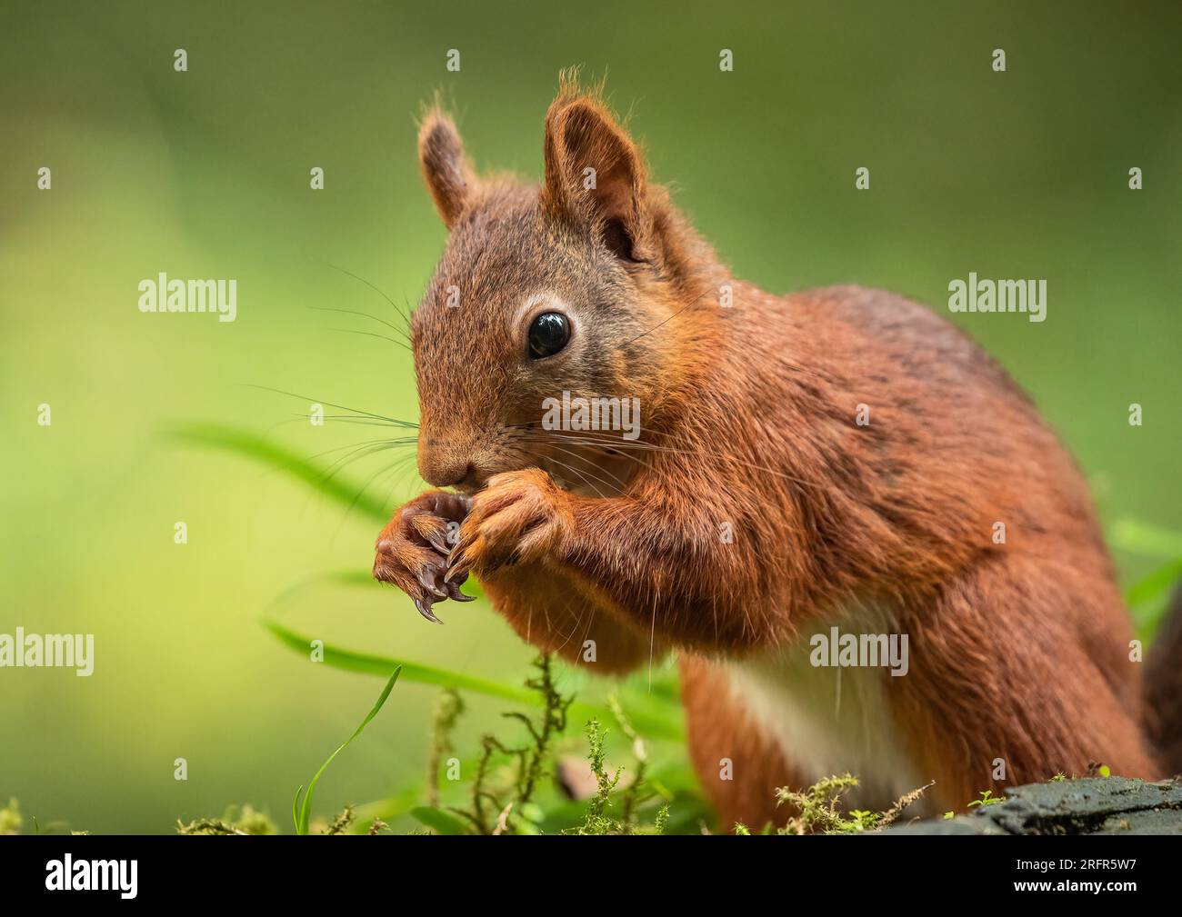 Nahaufnahme eines seltenen roten Eichhörnchens ( Sciurus vulgaris) auf klarem grünen Hintergrund. Es frisst eine Nuss auf einer mossigen Bank. Yorkshire, Großbritannien. Stockfoto