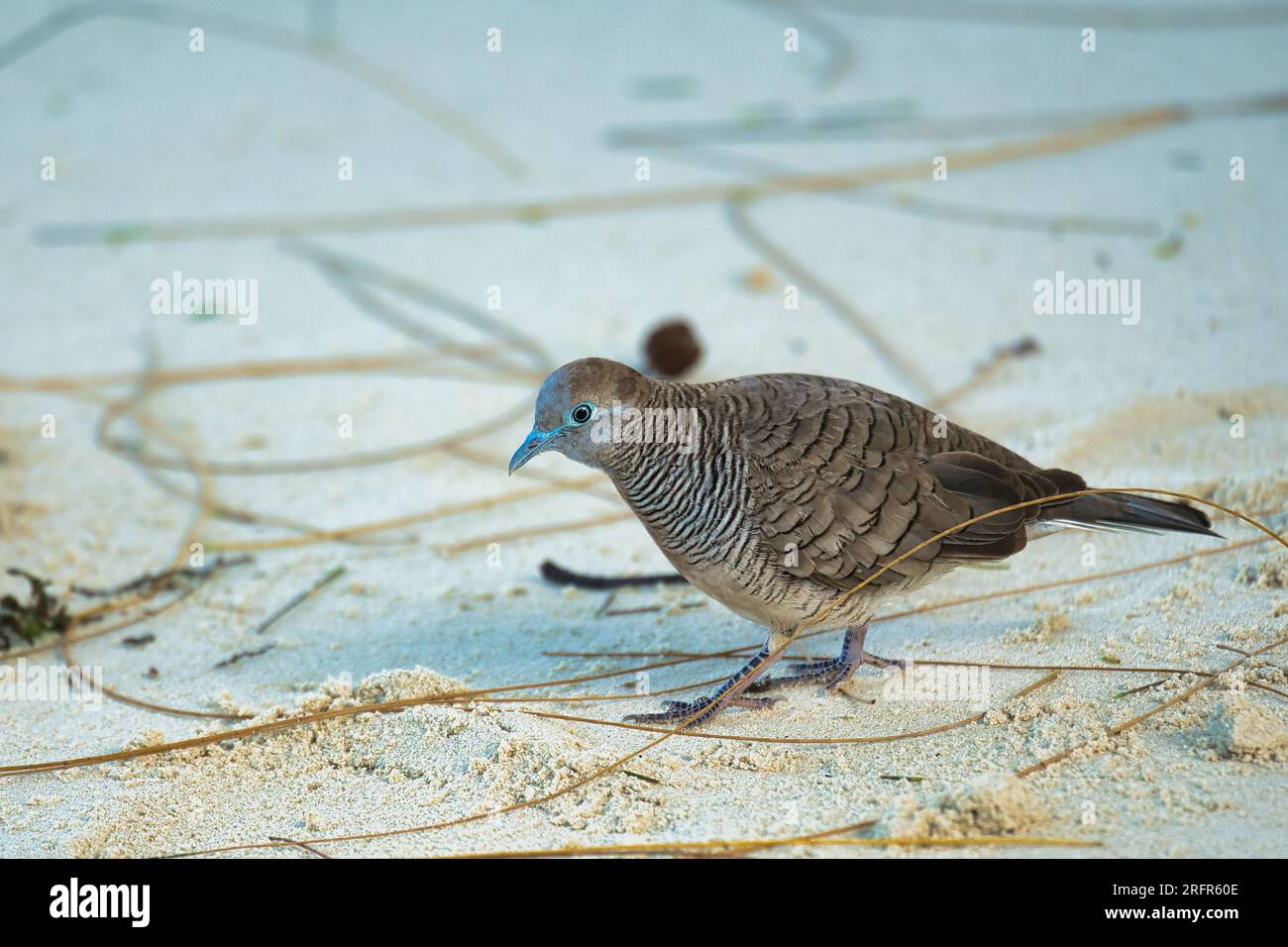 Die Barred Ground Dove oder Zebra Dove am weißen Sandstrand auf der Suche nach Essen, Mahe Seychellen Stockfoto