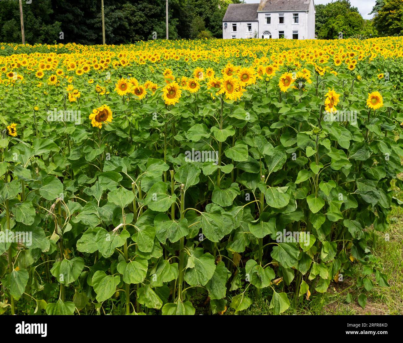 Feld der Sonnenblumen in voller Blüte West Cork Irland Stockfoto