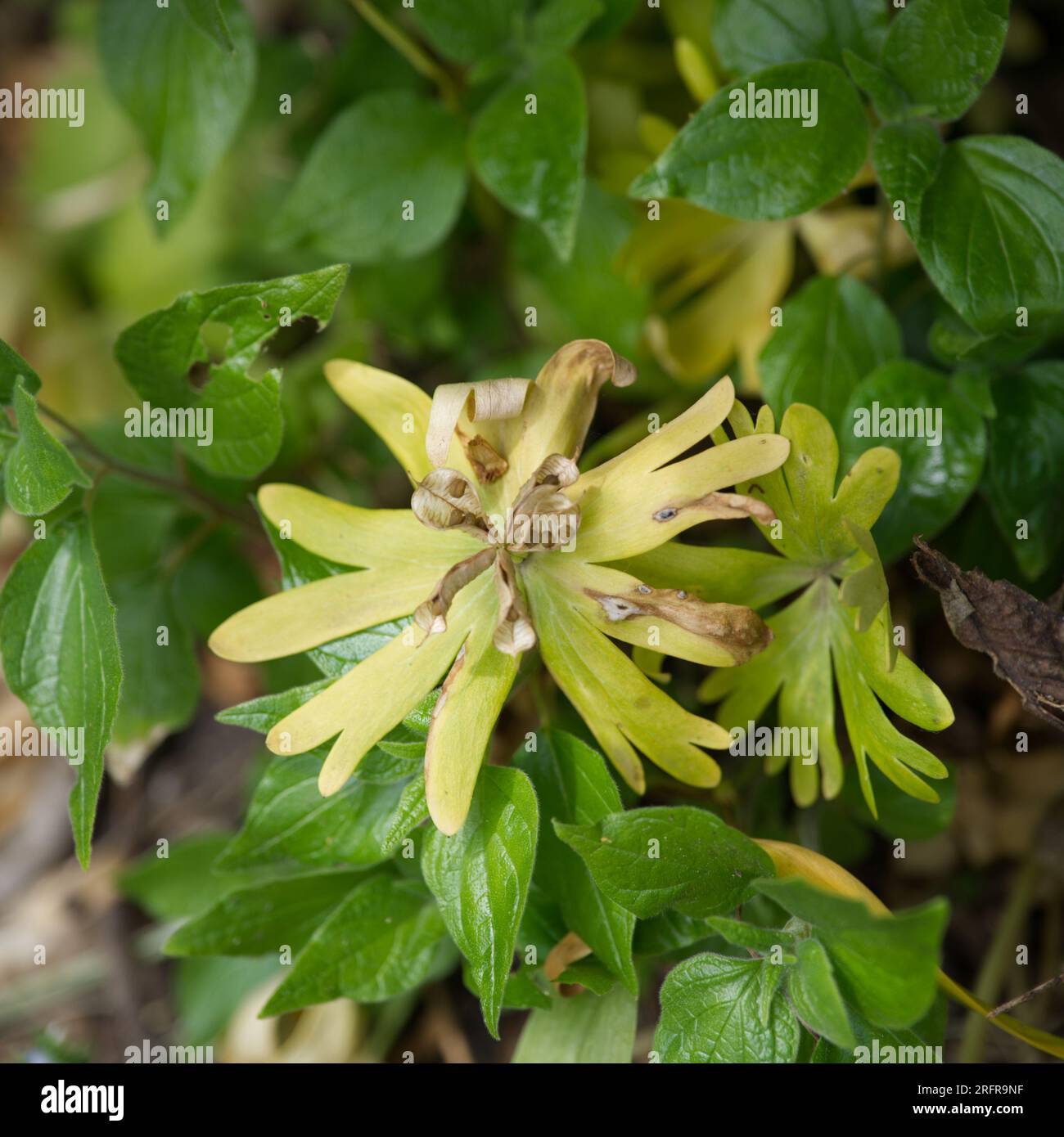 Samenkopf des Winterakoniten Kie, Eranthis hyemalis im alten botanischen Garten Kiel, Deutschland Mai Stockfoto