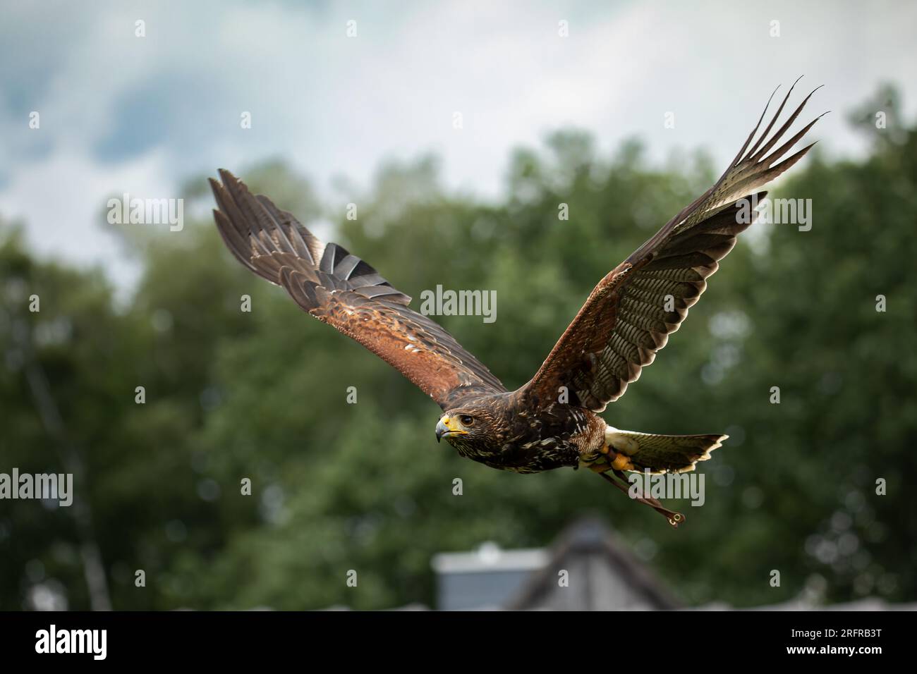Ein Harris's Falke im Flug. Stockfoto