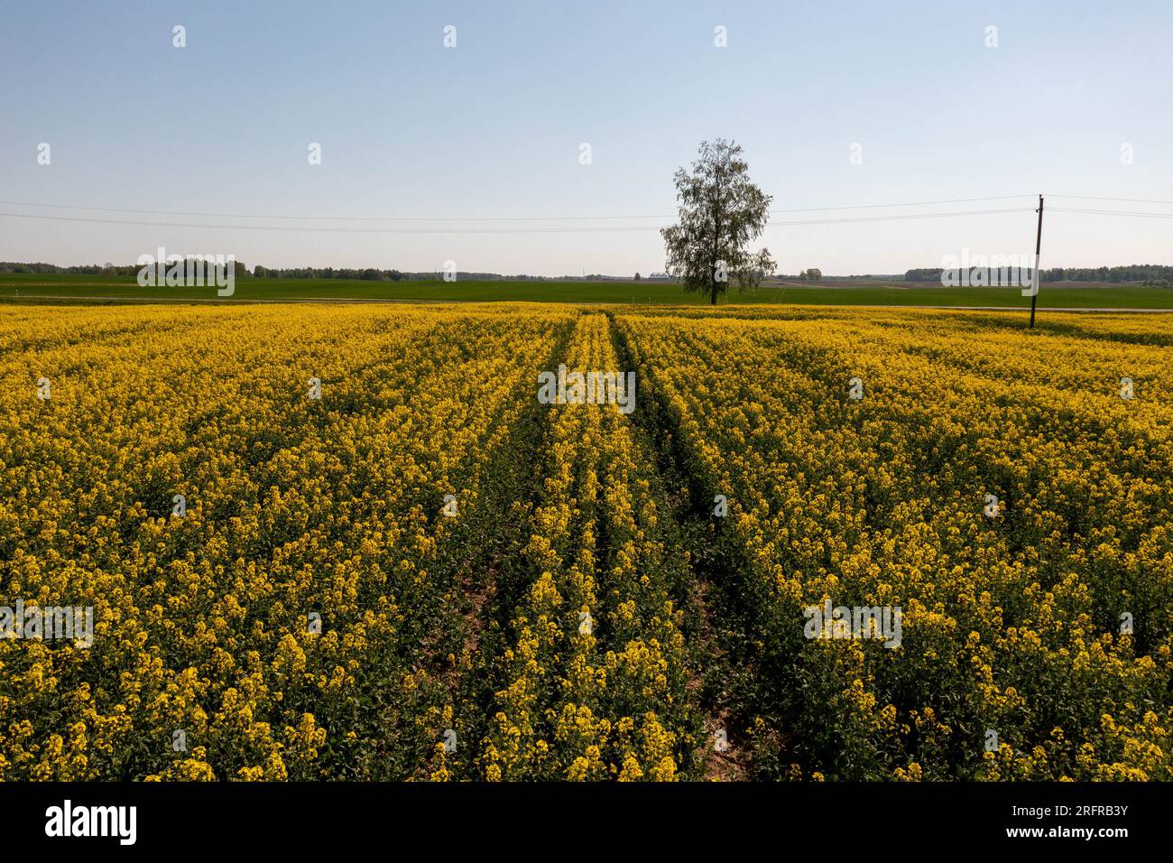 Drohnenfotografie auf dem Raps-Landwirtschaftsfeld am Sommersonntag Stockfoto