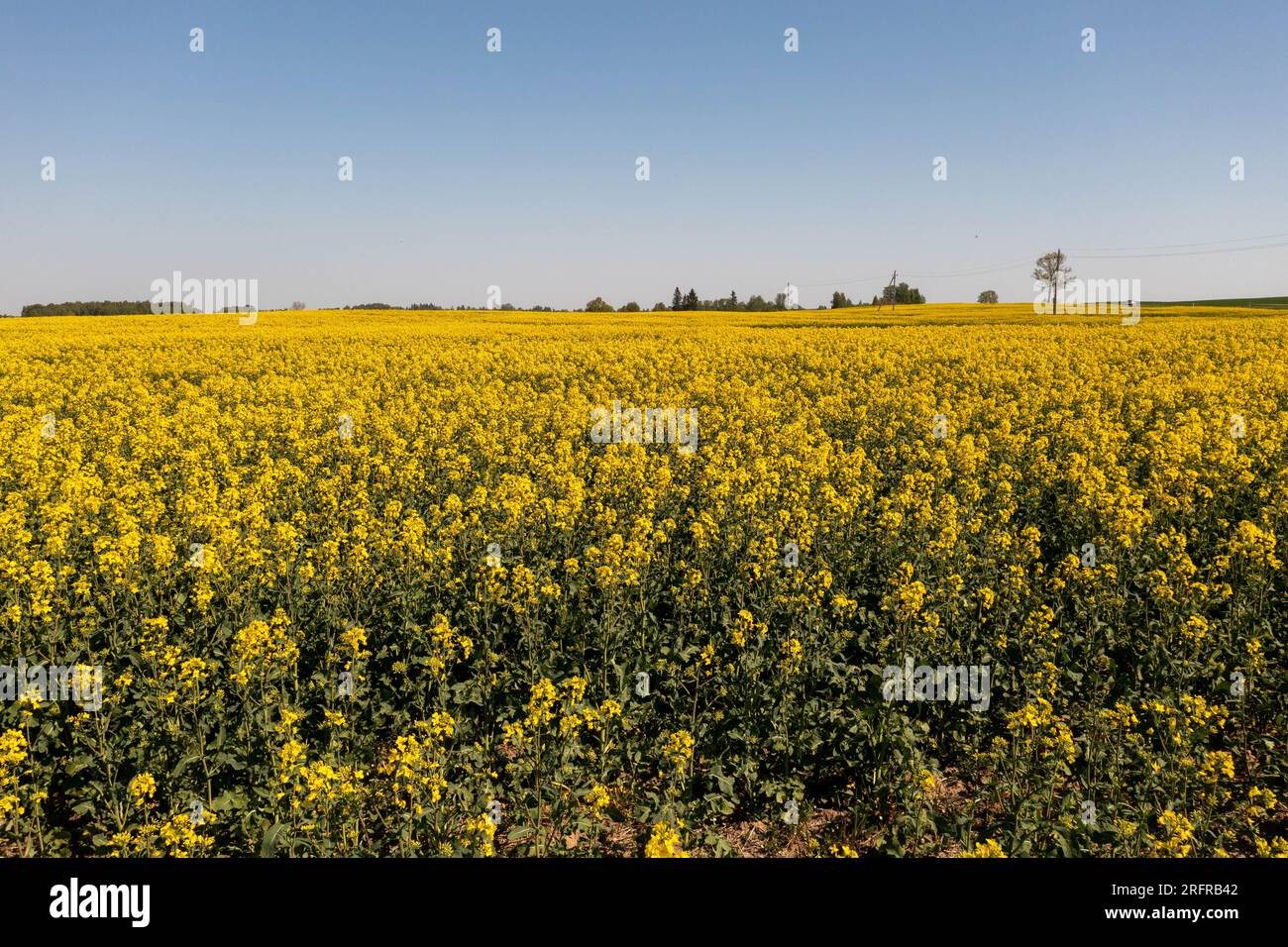 Drohnenfotografie auf dem Raps-Landwirtschaftsfeld am Sommersonntag Stockfoto