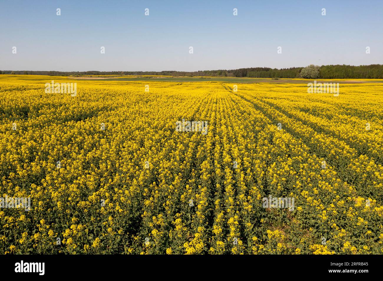 Drohnenfotografie auf dem Raps-Landwirtschaftsfeld am Sommersonntag Stockfoto