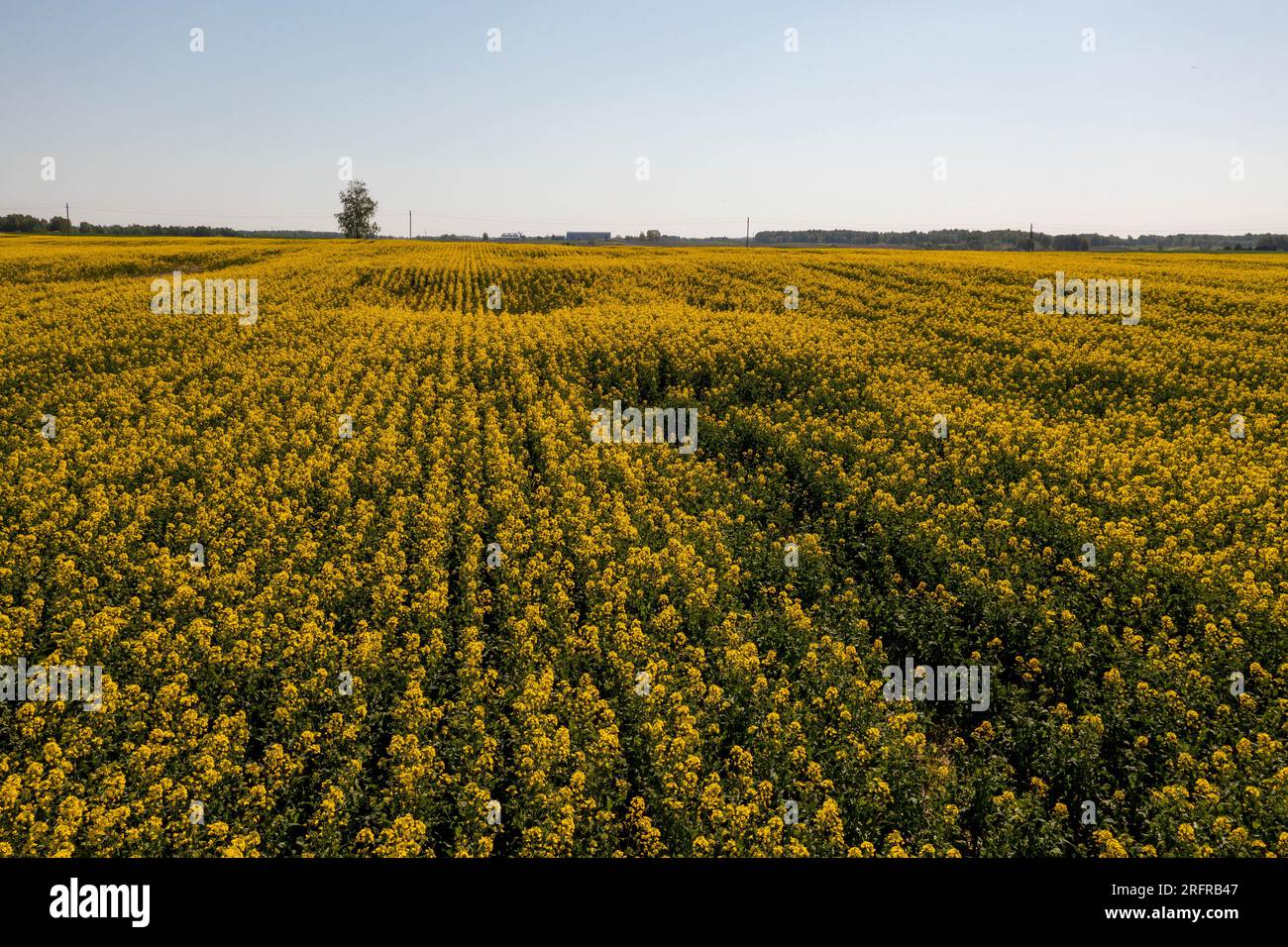 Drohnenfotografie auf dem Raps-Landwirtschaftsfeld am Sommersonntag Stockfoto