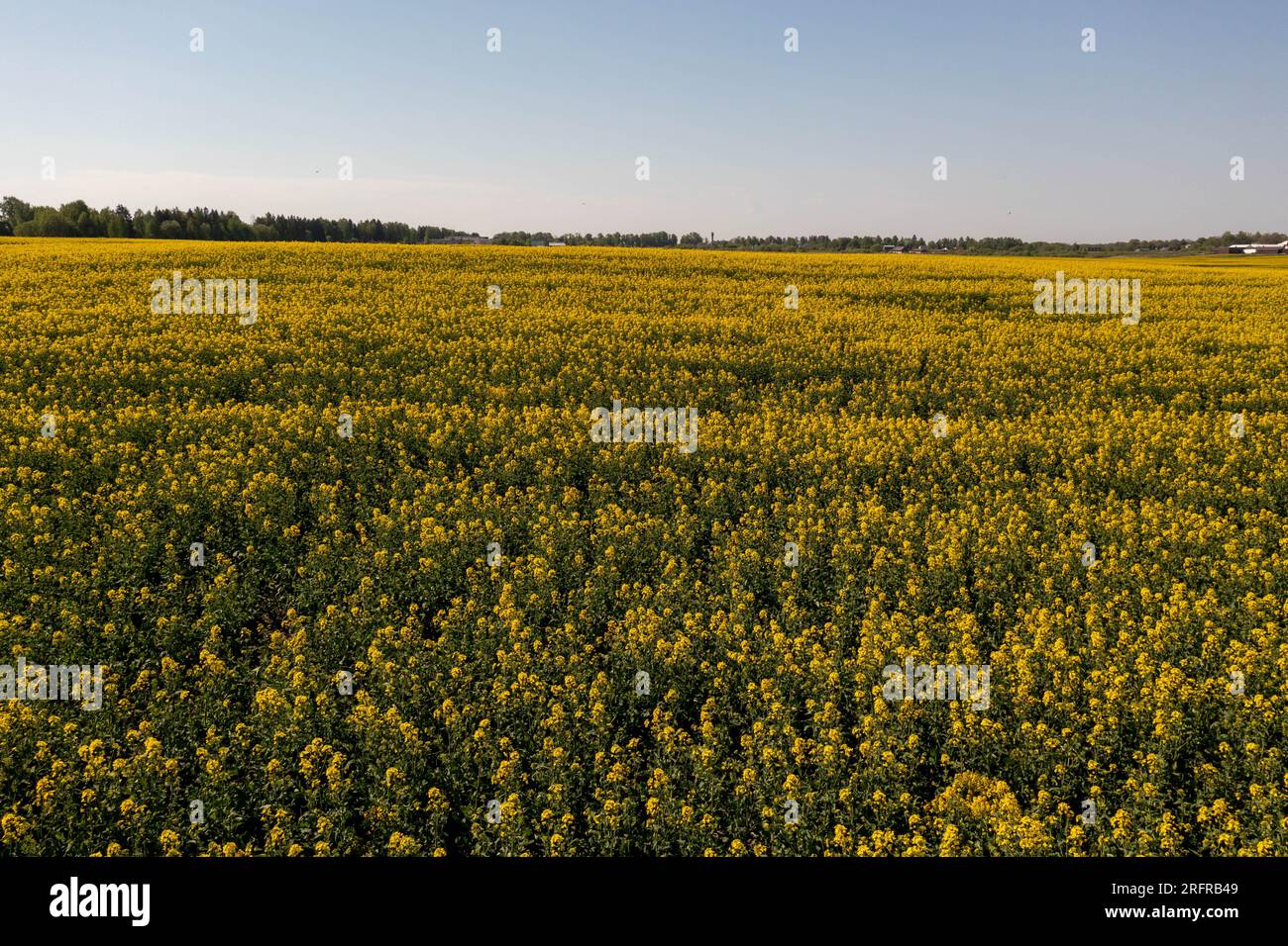 Drohnenfotografie auf dem Raps-Landwirtschaftsfeld am Sommersonntag Stockfoto