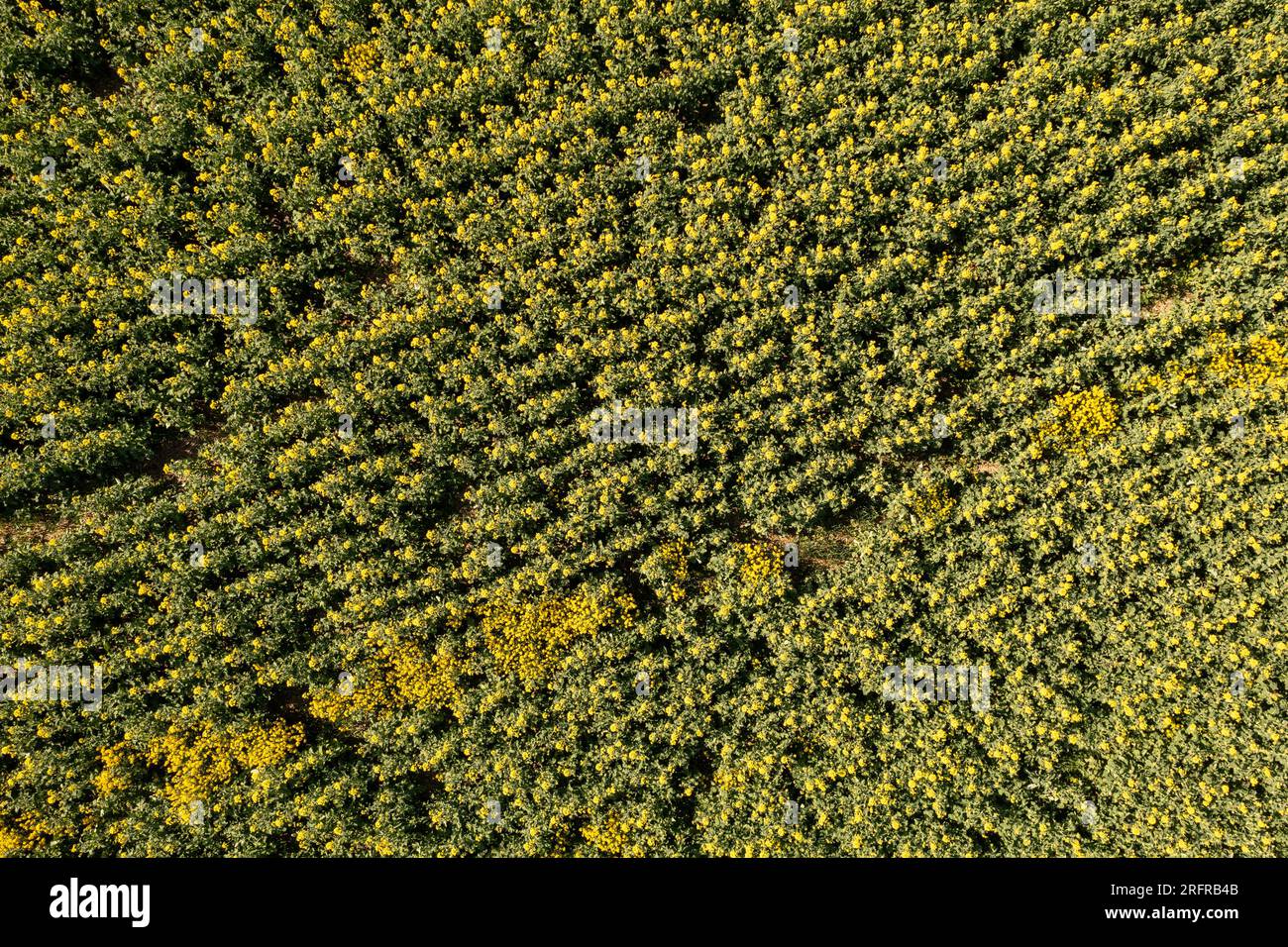 Drohnenfotografie auf dem Raps-Landwirtschaftsfeld am Sommersonntag Stockfoto