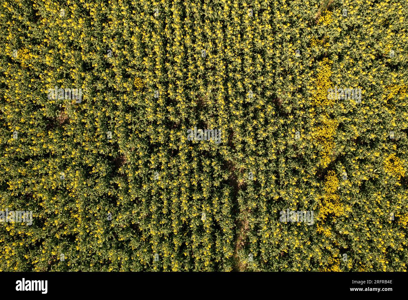 Drohnenfotografie auf dem Raps-Landwirtschaftsfeld am Sommersonntag Stockfoto