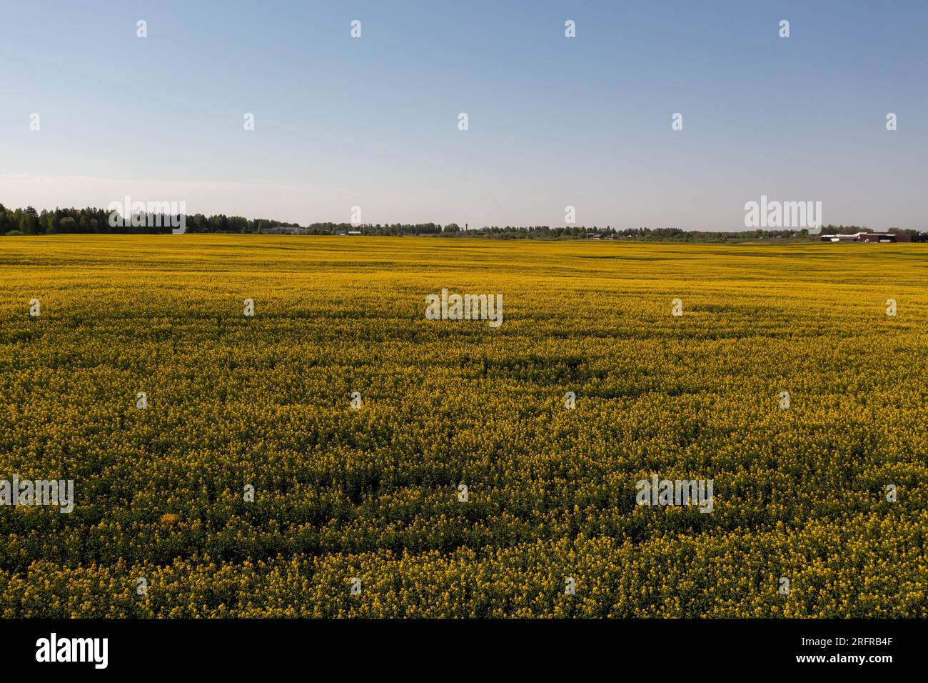 Drohnenfotografie auf dem Raps-Landwirtschaftsfeld am Sommersonntag Stockfoto